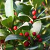 Cherry Berries Wintergreen Shrub