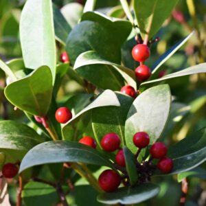 Cherry Berries Wintergreen Shrub