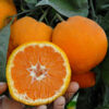 China Satsuma