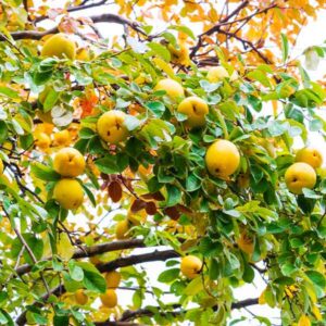 Chinese Quince