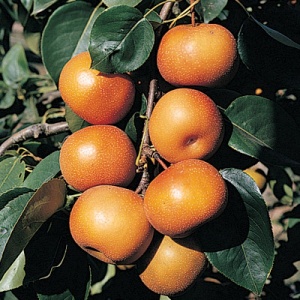 Chojuro Asian Pear