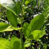 Citrumelo Hardy Grapefruit
