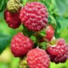 Coho Raspberry