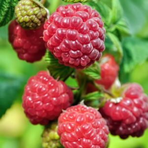 Coho Raspberry