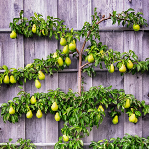 Combination Espalier Pear Tree