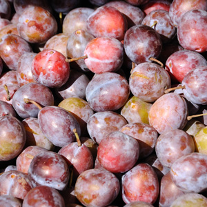 Combo Plum