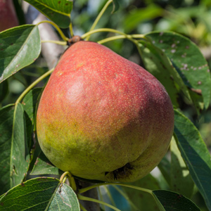 Comice Pear