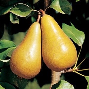 Conference Pear