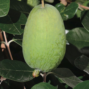 Coolidge Pineapple Guava