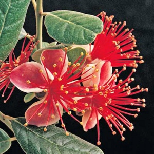Coolidge Pineapple Guava