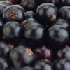 Coronet Black Currant