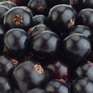 Coronet Black Currant