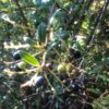 Costa Rican Huckleberry