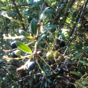 Costa Rican Huckleberry