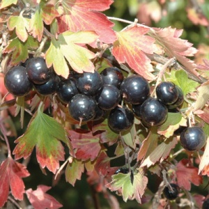 Crandall Black Currant