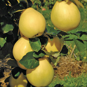Crimea™ Quince Tree