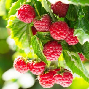 Crimson Giant Raspberry