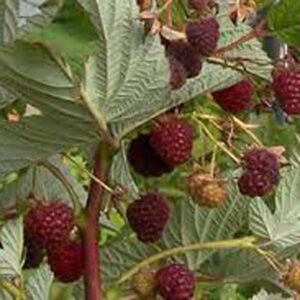 Crimson Night Raspberry