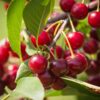 Crimson Passion Bush Cherry