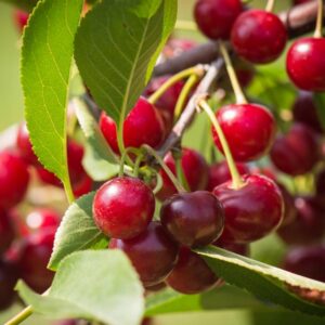 Crimson Passion Bush Cherry