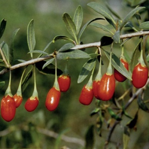 Crimson Star™ Goji Berry