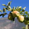 Criterion Apple Tree