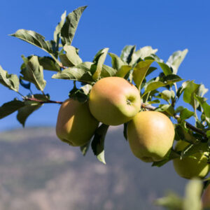 Criterion Apple Tree