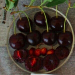 Cupid Bush Cherry