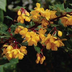 Darwin Barberry
