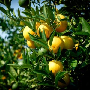 Delfino Blood Orange