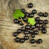 Delindmoi Black Currant