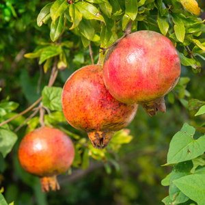 Desertnyi Pomegranate