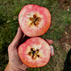 Devonshire Crimson Queen Apple Tree