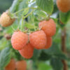 Double Gold Raspberry