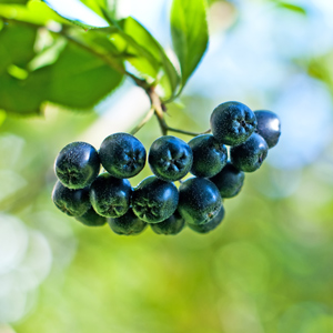 Dwarf Aronia