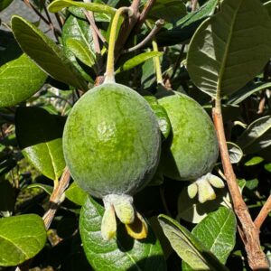 EarliHart™ Pineapple Guava