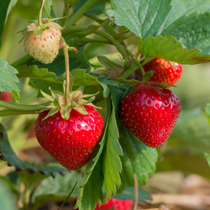 Earliglow Strawberry