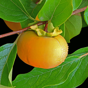 Early Fuyu Asian Persimmon