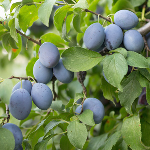 Early Italian Plum