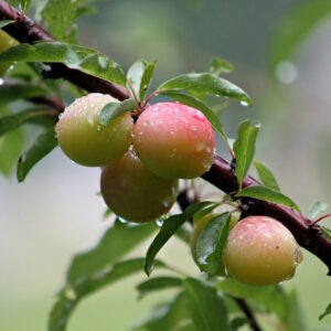 Early Laxton Plum