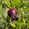 Eight Ball Pomegranate