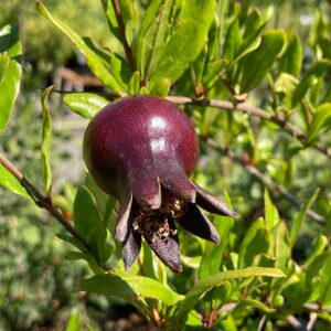 Eight Ball Pomegranate
