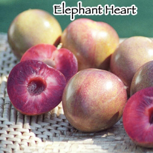 Elephant Heart Japanese Plum_