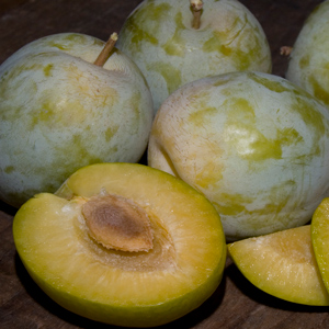 Emerald Beaut Japanese Plum