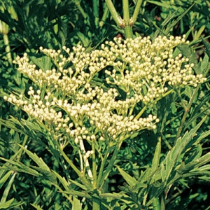 Emerald Lace European Elderberry