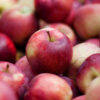 Empire Apple Tree