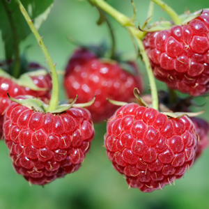 Encore Red Raspberry