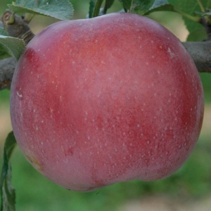 Enterprise Apple Tree