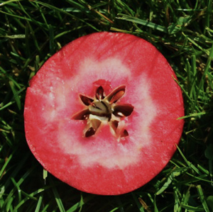 Era® Redlove Apple Tree