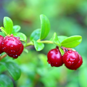 Erntedank Lingonberry